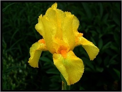 Żółty, Kwiat, Przyroda, Irys